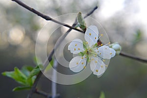 Wild cherry blossoms prunus avium 1