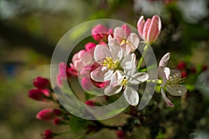 Wild Cherry Blossoms with Red and Pink Colors photo