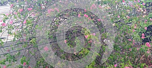 Wild cherry blossoms on the side of the road