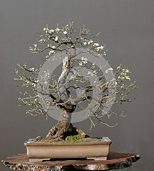 Wild cherry bonsai in spring