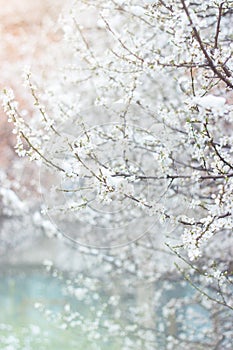 Wild cherry flowers in bloom, covered with last spring snow