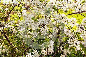 Wild cherry flowers blooming at spring. White flowers blooming on branch. Soft focus
