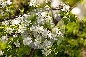 Wild cherry flowers blooming at spring. White flowers blooming on branch. Soft focus