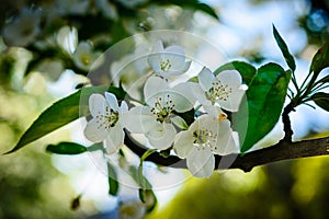 Wild cherry flowers.