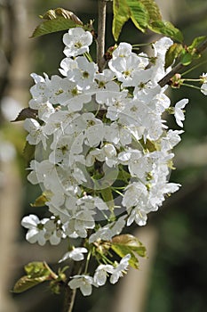 Wild Cherry Flowers