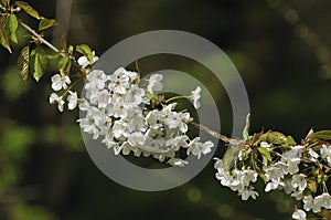 Wild Cherry Flowers