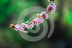 Wild cherry flowers tree  in the springtime