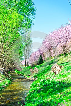 Wild cherry flowers tree  in the springtime