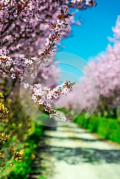 Wild cherry flowers tree  in the springtime