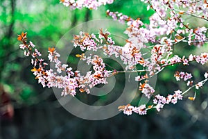 Wild cherry flowers tree  in the springtime