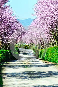 Wild cherry flowers tree  in the springtime