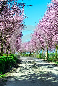 Wild cherry flowers tree  in the springtime