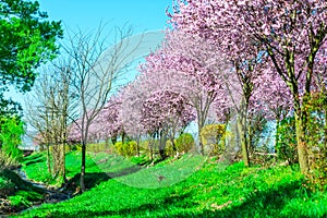 Wild cherry flowers tree  in the springtime