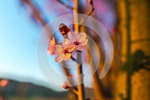 Wild cherry flowers tree  in the springtime