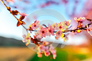 Wild cherry flowers tree  in the springtime