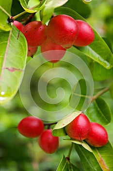 Wild cherry fruit in the forest garden in the morning