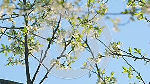 Wild Cherry Or Prunus Avium Blossoms. Branch Of Sweet Cherry With Flowers. Early Spring. Close up.