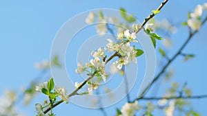 Wild Cherry Or Prunus Avium Blossoms. Branch Of Sweet Cherry With Flowers. Early Spring. Close up.