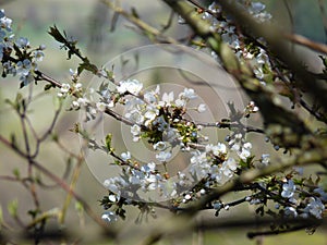 Wild cherry Prunus avium branches with blossoming flowers on a forest meadow in spring