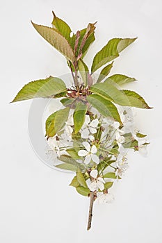 Wild cherry stem in flower on a white background