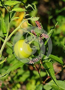 Wild Cherry tomato growing in nature. Portugal