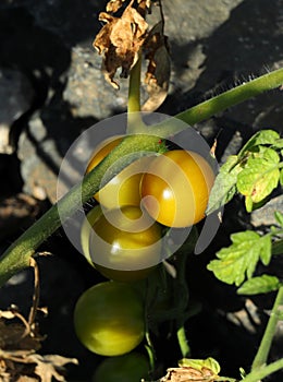 Wild Cherry tomatoes growing in nature. Portugal