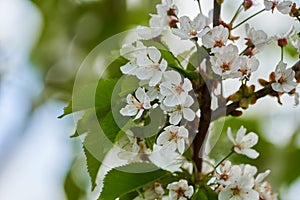 Wild cherry tree in bloom
