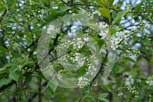 Wild cherry tree bloom, early spring blooming white flowers