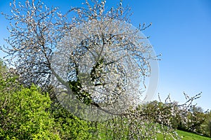 Wild cherry tree blossoming in spring. Trunk overgrown with ivy