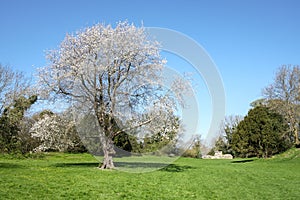 A Wild Cherry Tree