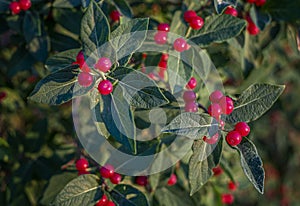 Wild cherrys plant in a field