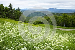 Wild chervil in a ski trail on Mt. Sunapee