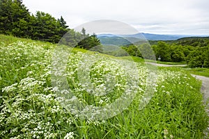 Wild chervil in a ski trail on Mt. Sunapee