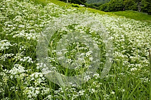 Wild chervil in a ski trail on Mt. Sunapee