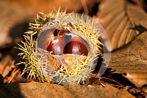 Wild chestnut