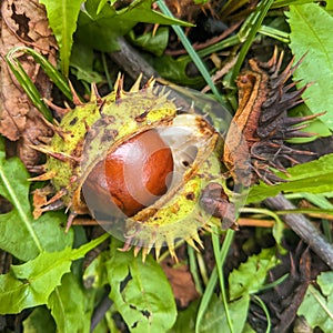 Wild chestnut - Aesculus hippocastanum Lin.