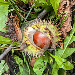 Wild chestnut - Aesculus hippocastanum Lin.