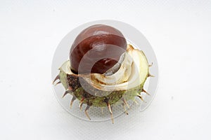 Wild Chestnut fruit. Chestnut in a shell.