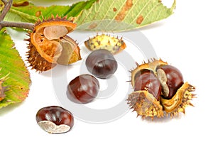 Wild Chestnut or Horse Chestnut