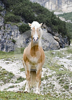 Wild Chestnut Horse, standing in the rain Dolomites, Italy