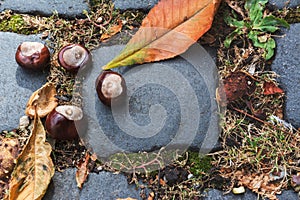 Wild chestnuts, on cobblestone street, eurpe