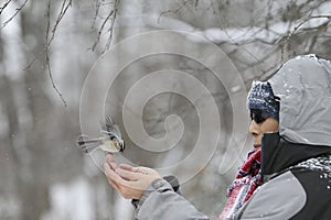 Wild chickadee bird landing on a man`s hands in snowing winter