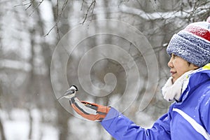 Wild chickadee bird landing on a womans hands in snowing winter, New England, US