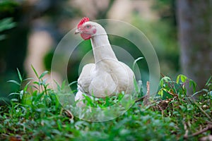 Wild chicken in forest