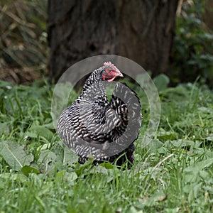 Wild chicken in the park