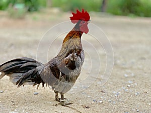 Wild chickens are found in Thailand. Popular for beauty