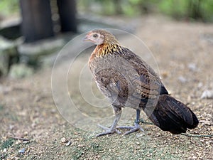 Wild chickens are found in Thailand. Popular for beauty