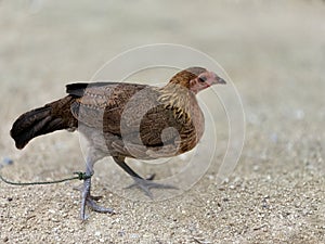 Wild chickens are found in Thailand. Popular for beauty