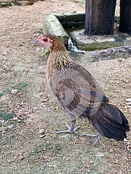 Wild chickens are found in Thailand. Popular for beauty