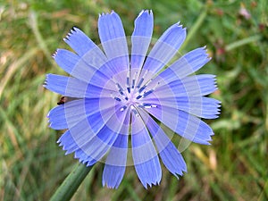 Wild Chicory